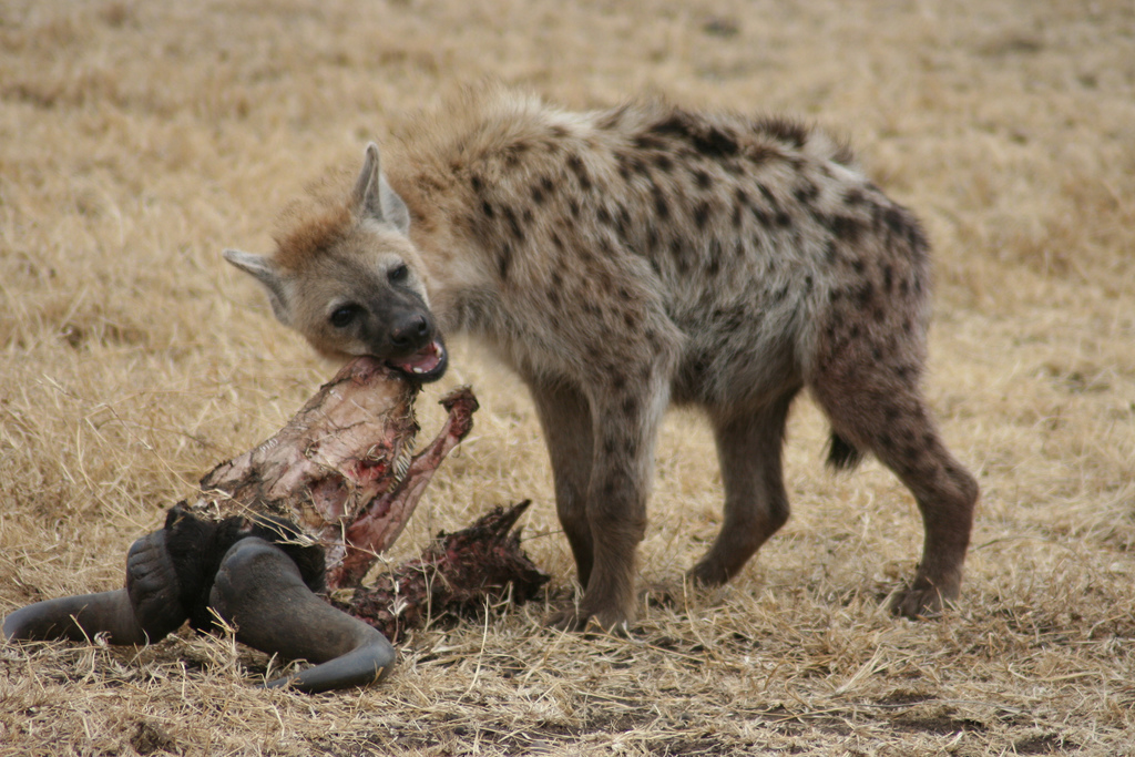 W Krakowie grasują hieny wernisażowe, ich łupem padają krakowskie osobistości