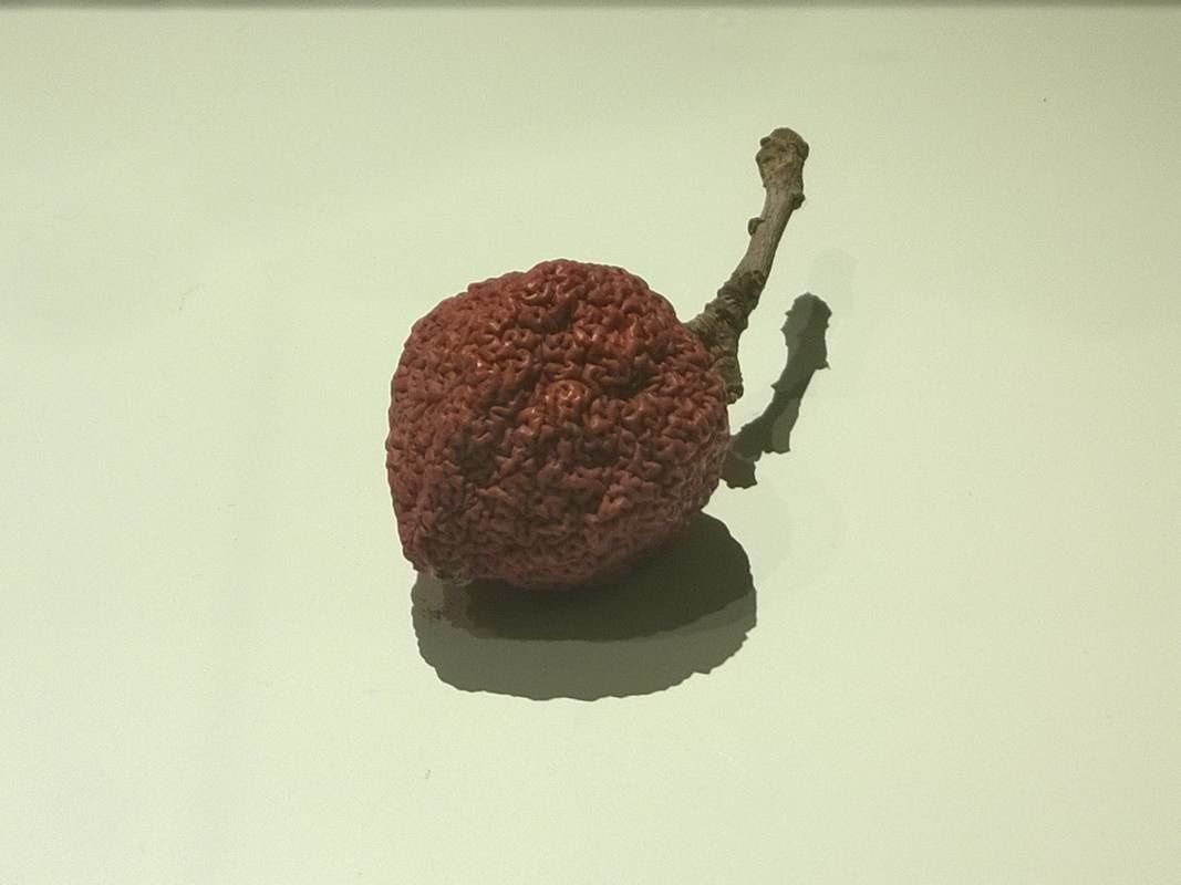 „Jabłko. Introdukcja. (Ciągle i ciągle od nowa)” w Muzeum Sztuki w Łodzi
