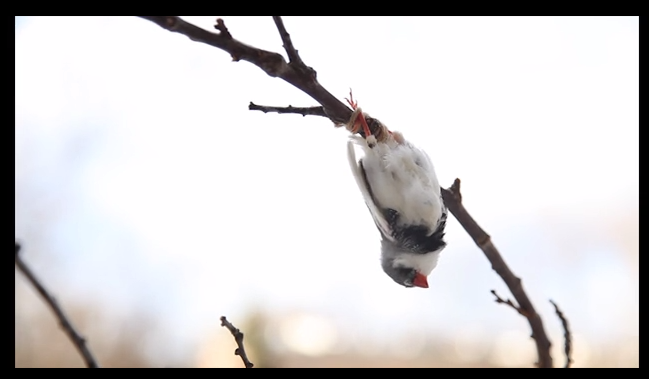 Kadr z wideo Ptak