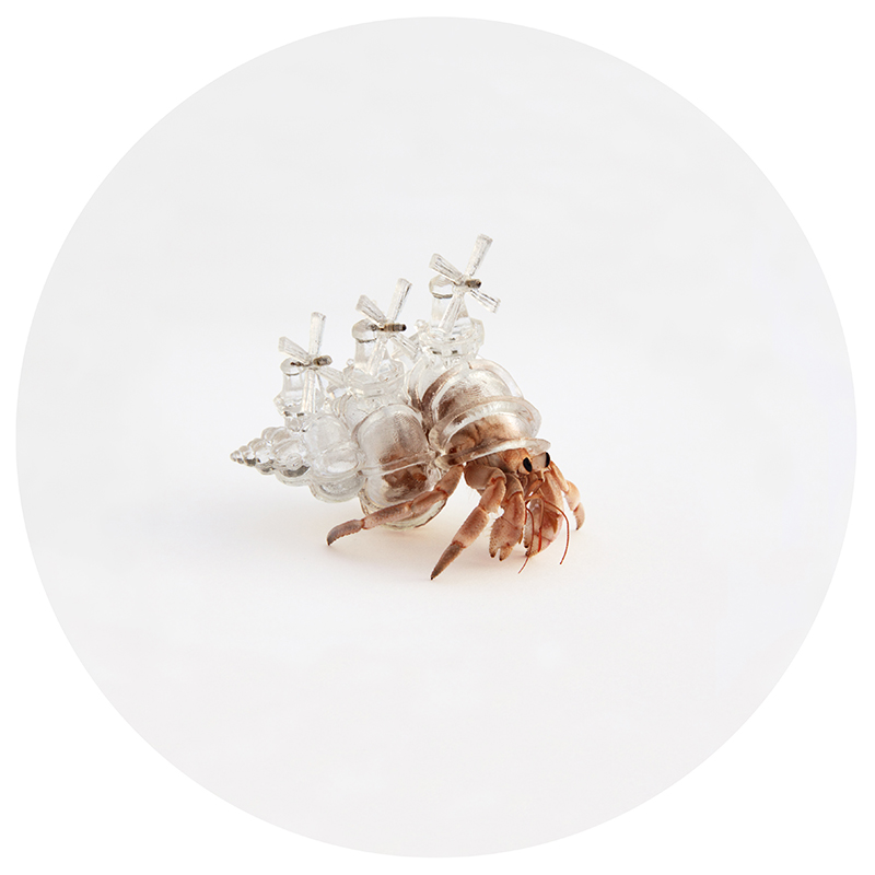 Aki Inomata, Why Not Hand Over a “Shelter” to Hermit Crabs?, 2010-2016