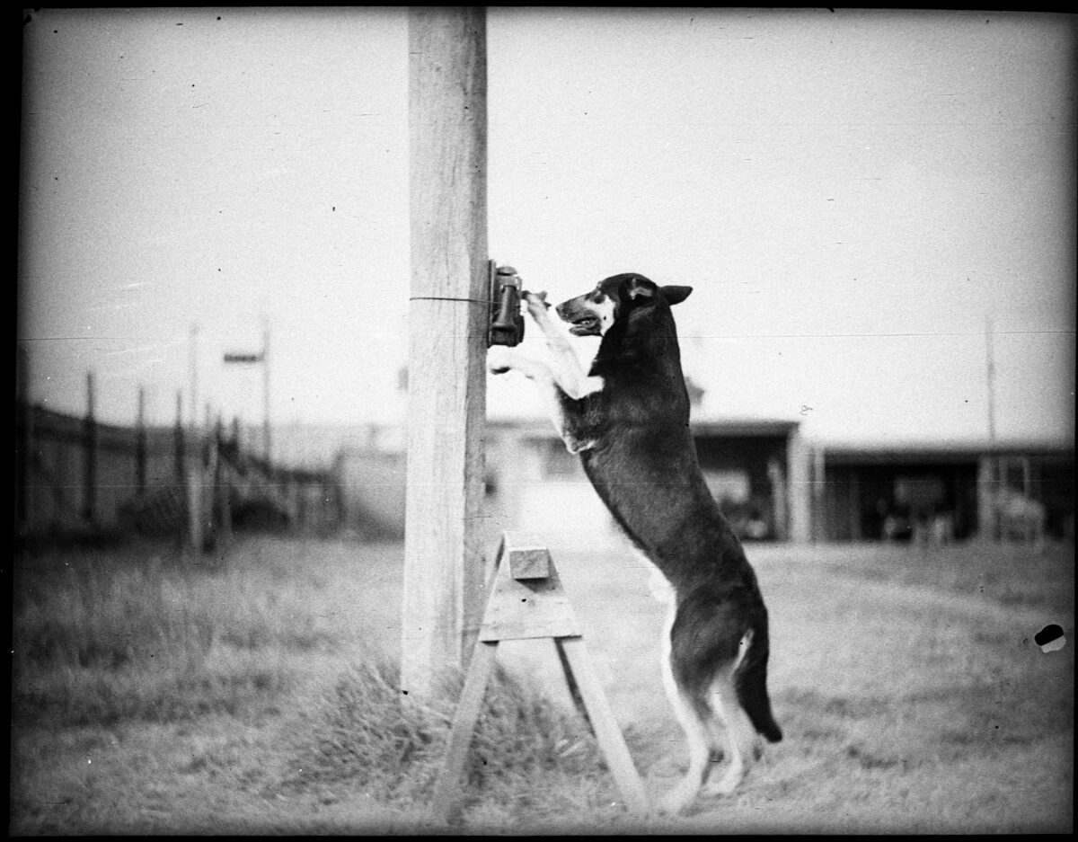 _Pies przy słupie telefonicznym źródło_ State Library of New South Wales_Marta Bogdańska, ZMIENNOKSZTAŁTNE _ SHIFTERS