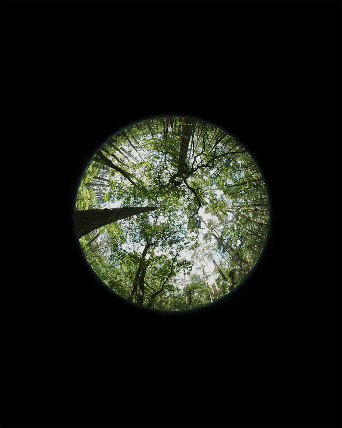 Fotografia hemisferyczna mierząca ilość światła docierająca do dna lasu, fot. Paweł Przybylski, Instytut Badawczy Leśnictwa w Sękocinie Starym
